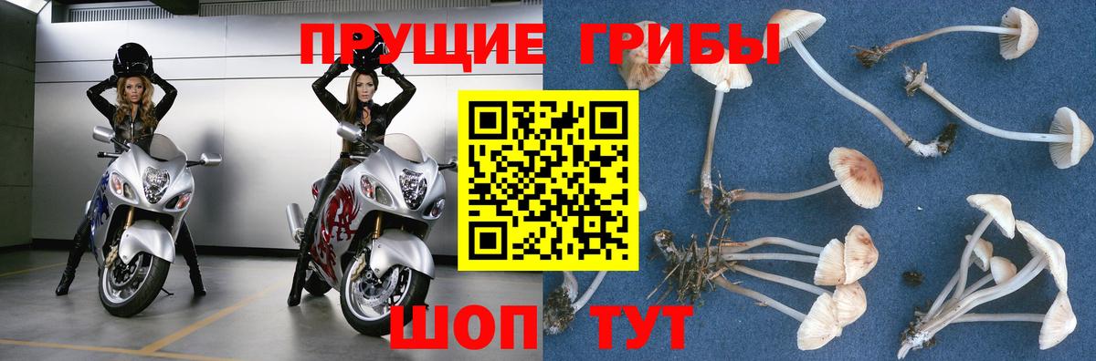 Сосновоборск  Псилоцибиновые грибы ЛСД  Вход с VPN 